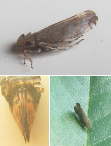 Fieberiella florii